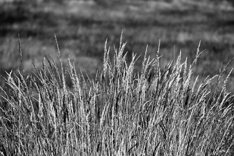 some kind of shrub is blooming in the field