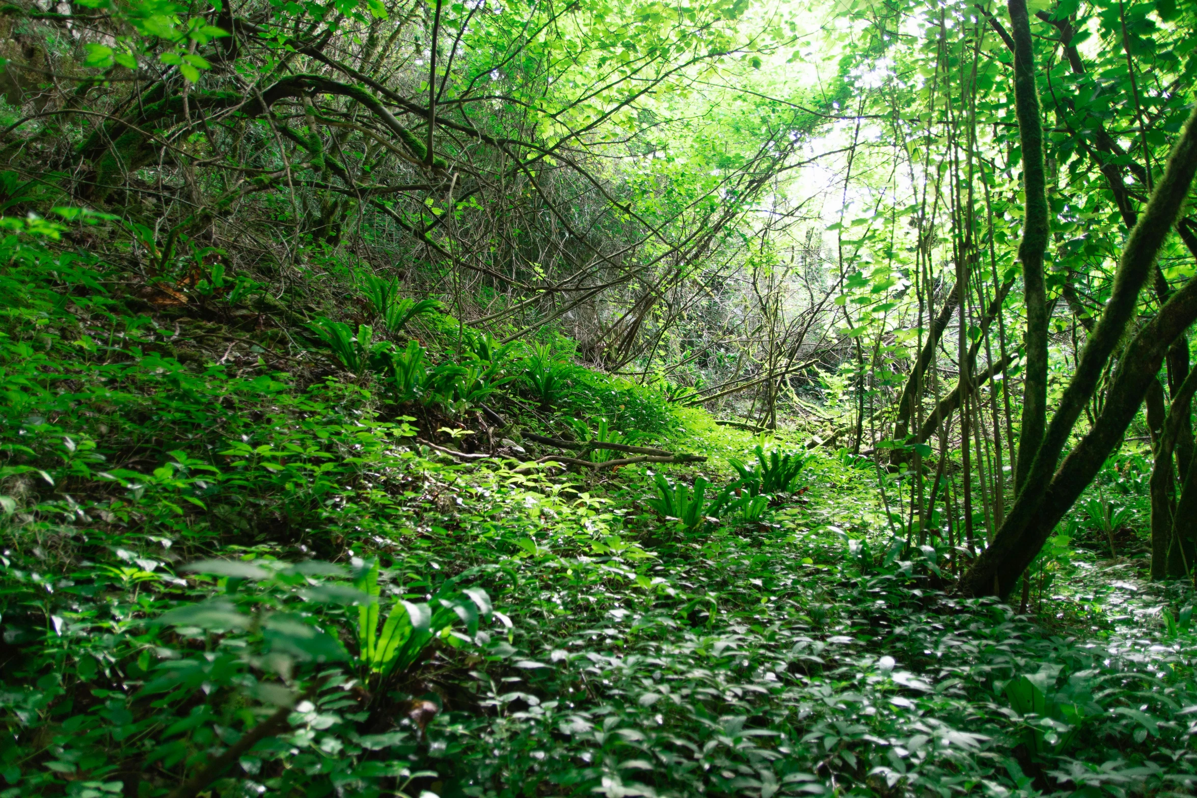 an image of a small path going through a wooded area