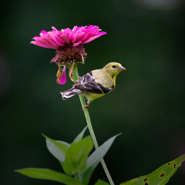 this flower has two little yellow birds on it