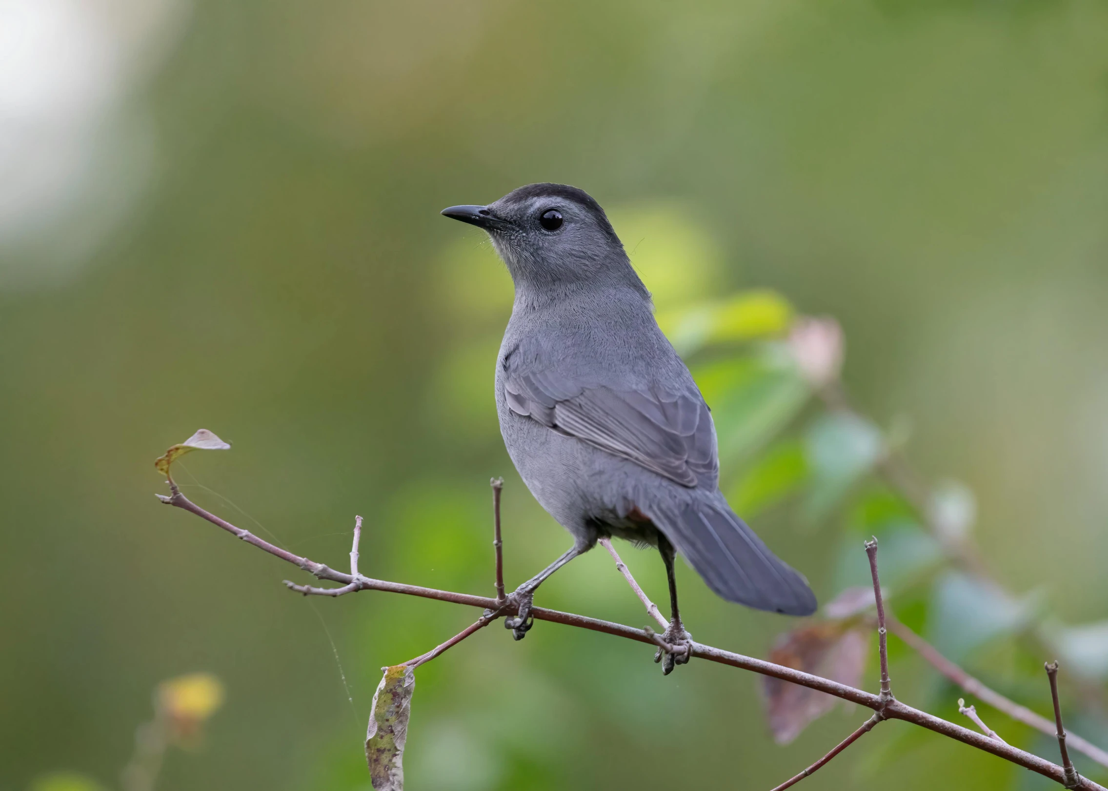 a bird is perched on a nch outside