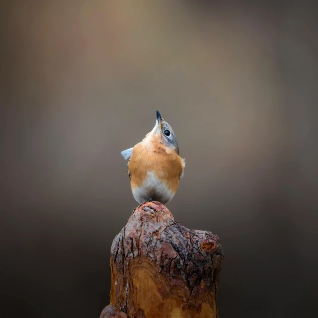 a small bird sits on top of the stump