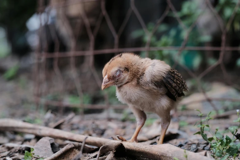 a small bird standing in the dirt by a fence