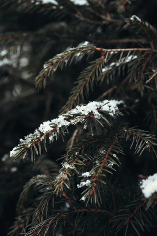 close up view of snow laden nches of a pine tree