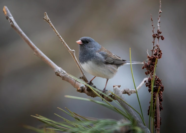 a small bird perched on a tree nch