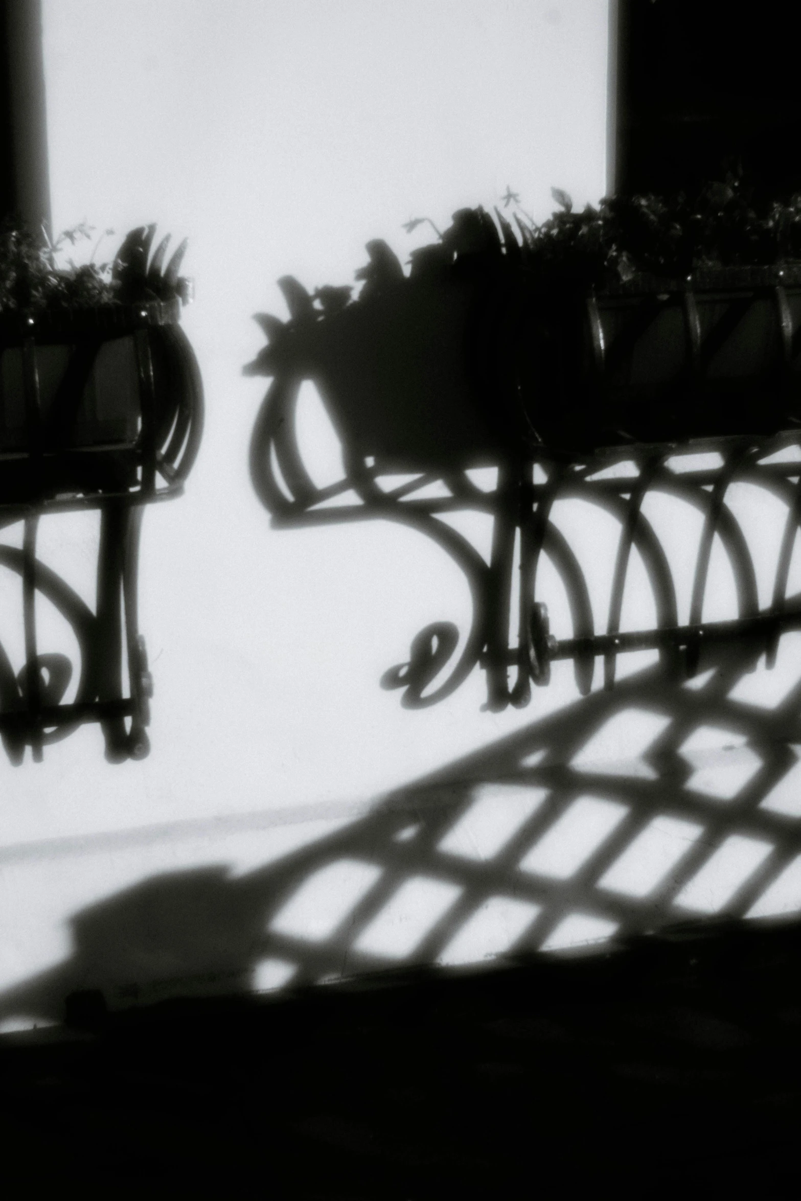 shadows cast on the walls of potted plants and benches