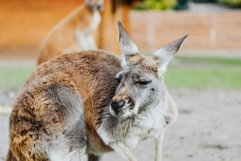 the two kangaroos are outside in their natural habitat