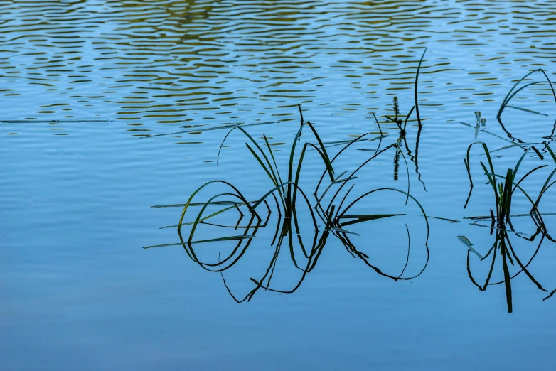 there is grass that is growing out of the water