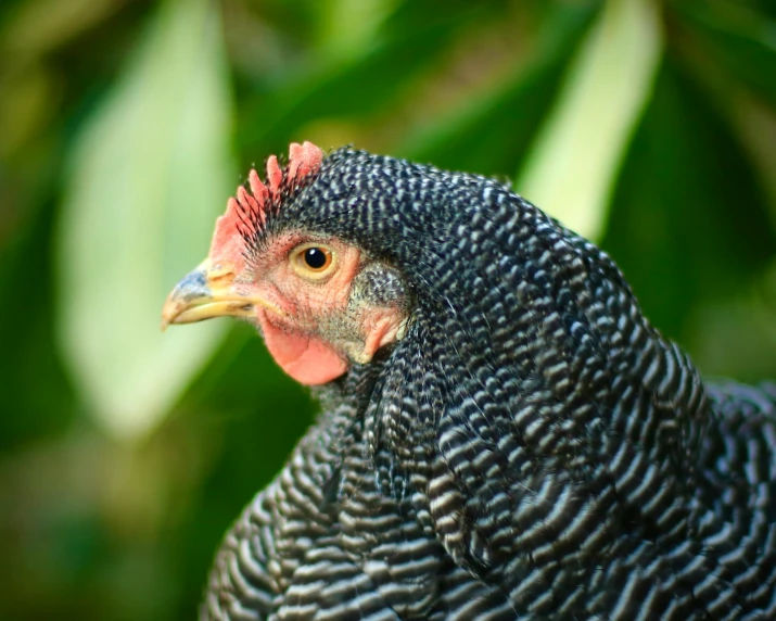 a black and gray chicken has a yellow beak