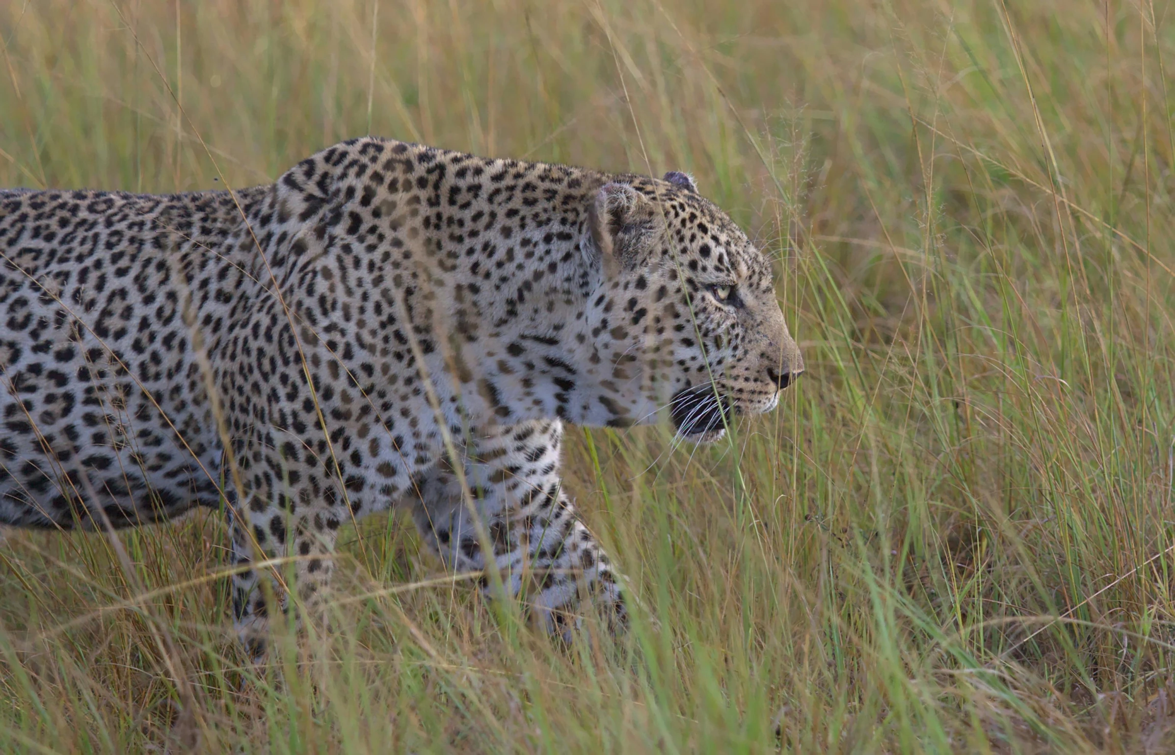 a leopard walks in the tall grass by itself