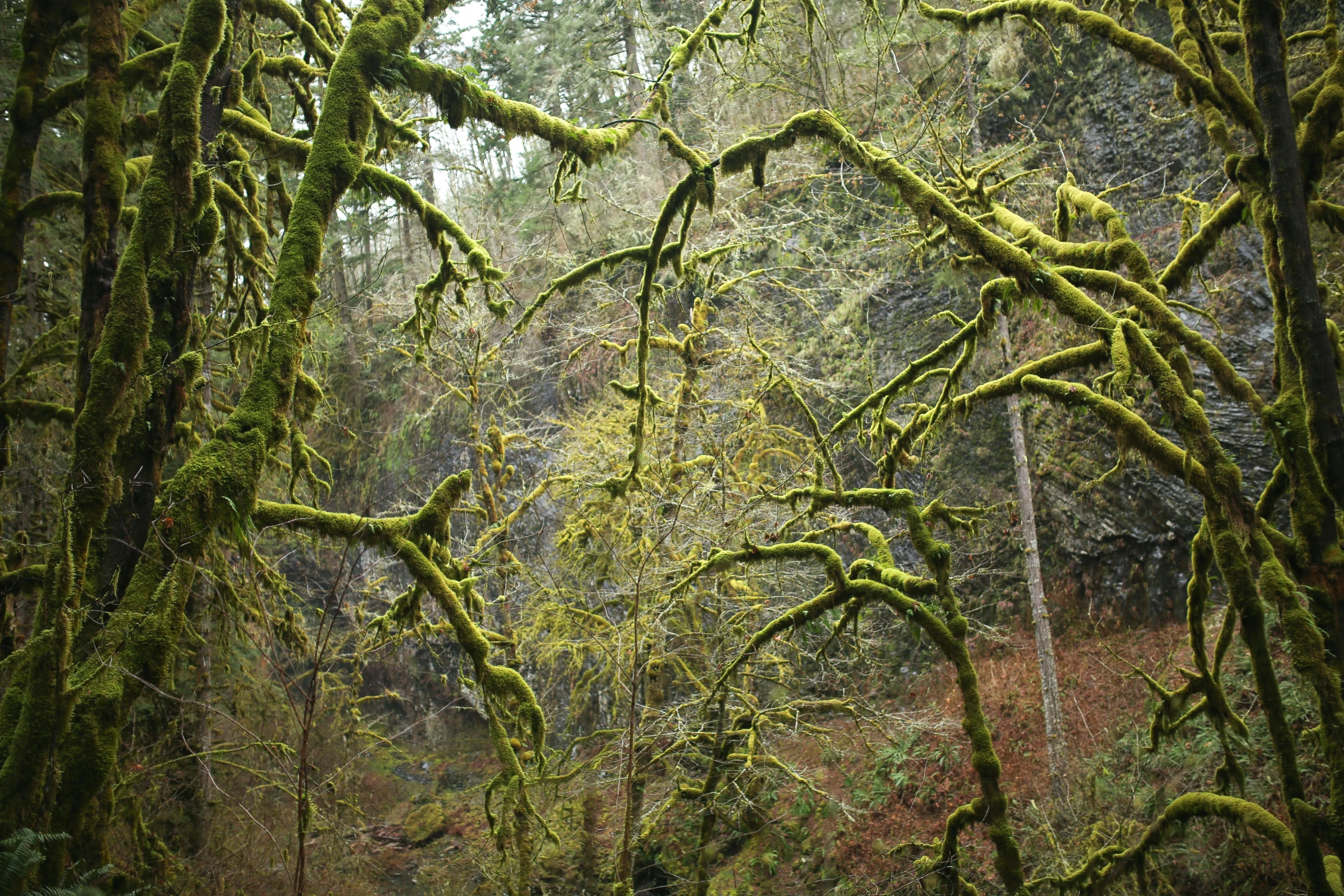 a lush green forest filled with lots of trees