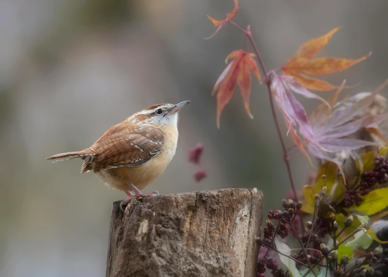 a small brown and white bird sitting on a stump