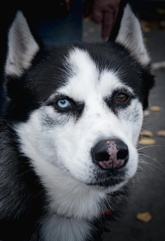 a husky dog has its blue eyes glowing