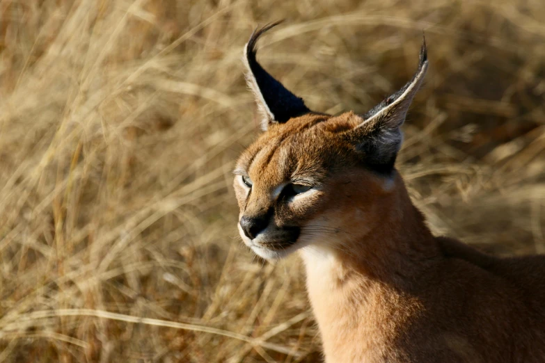 a cat with large black horns is standing in tall brown grass