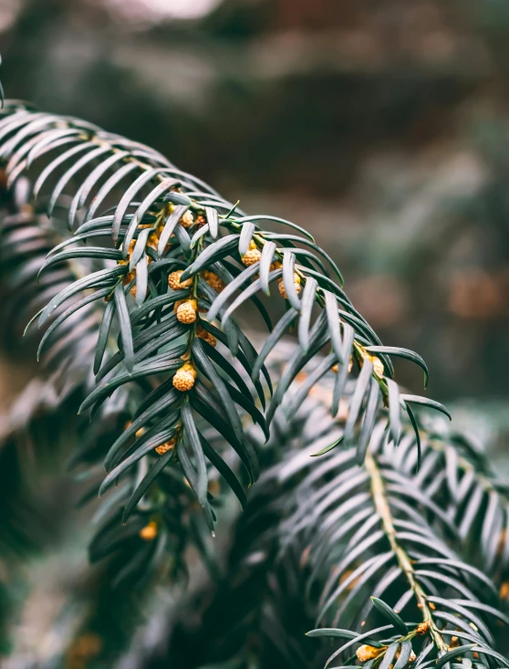 a tree with yellow flowers and green leaves