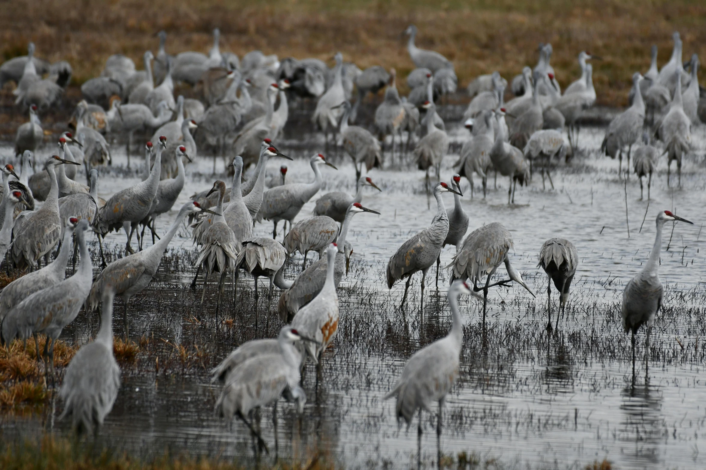 large group of gray colored birds in a swamp