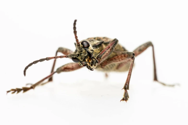 a close up of a bug on a white surface