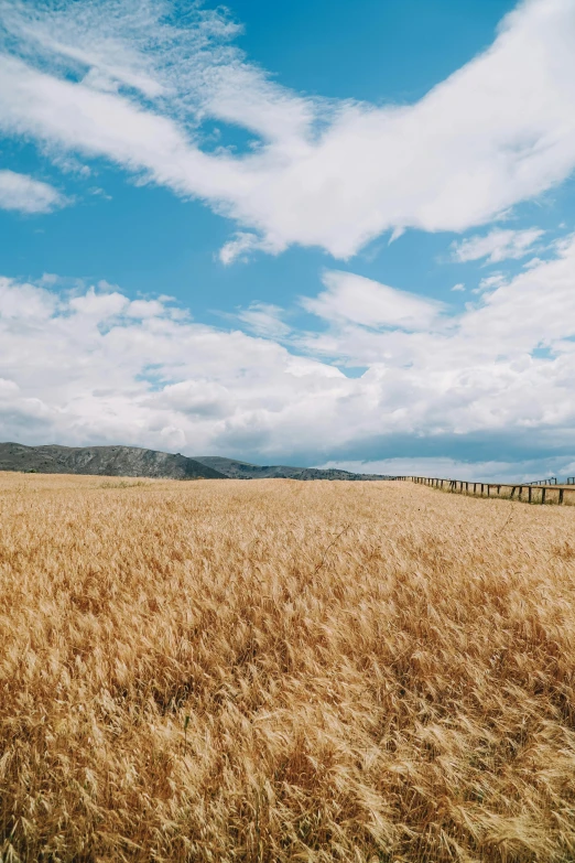 large wheat field with blue sky and clouds