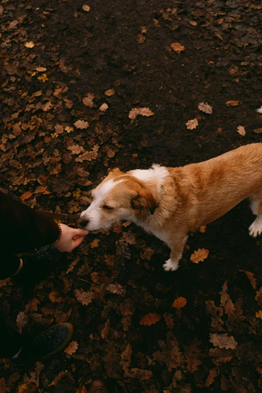 a brown and white dog and a black and white dog