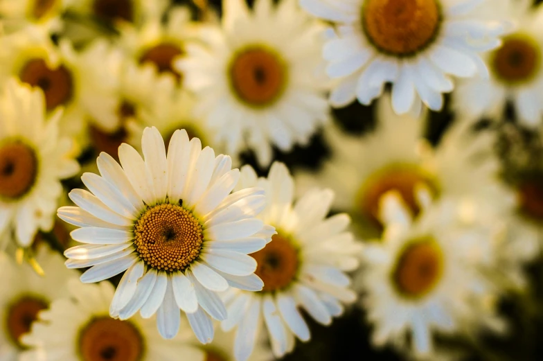 small white daisies with brown centers and yellow centers