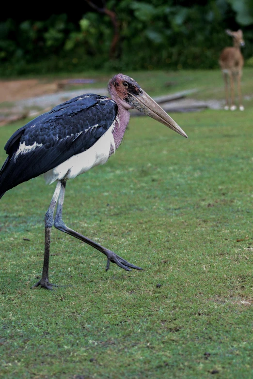 a bird is standing on grass in front of two giraffes