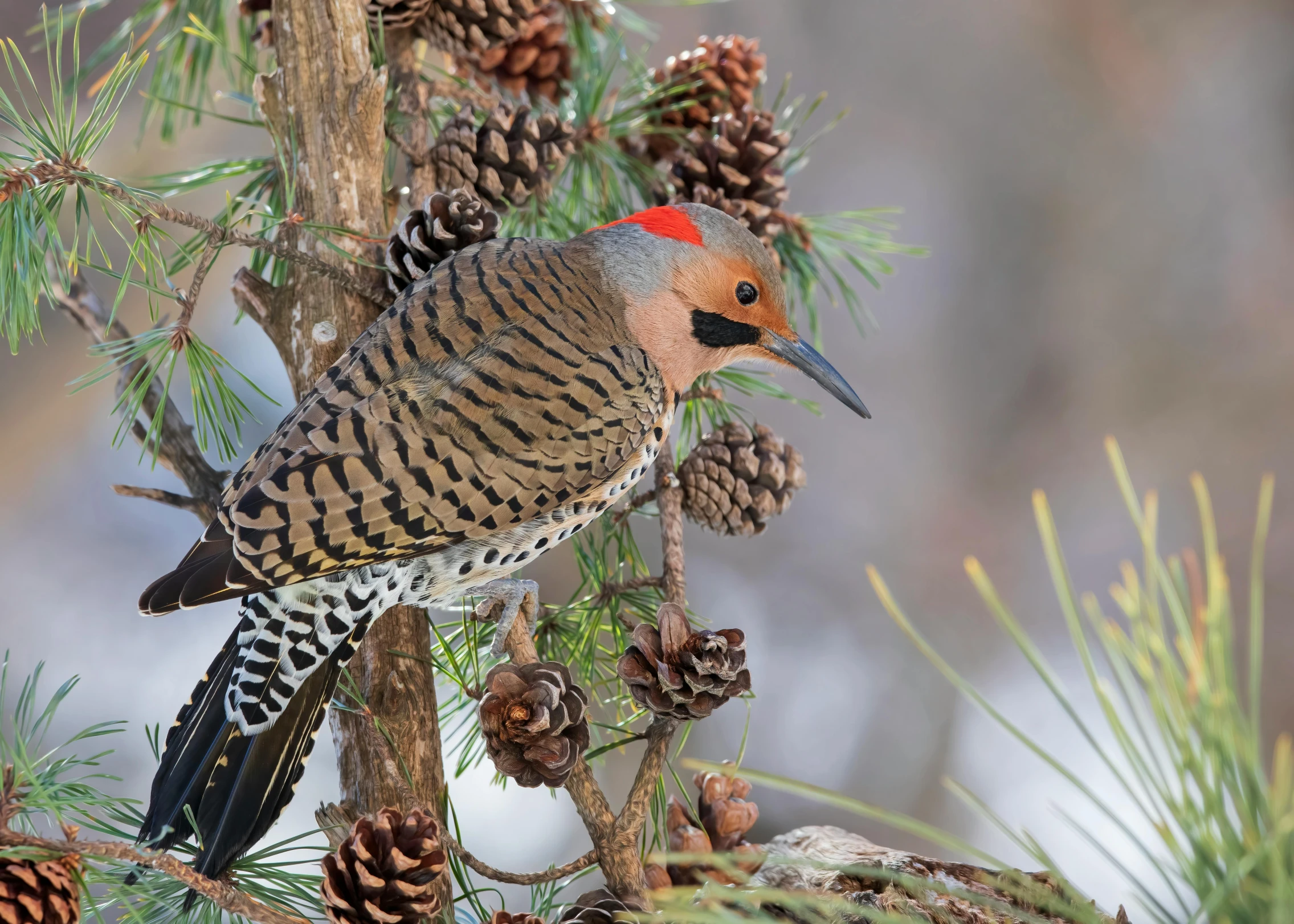 a bird is perched on a nch among pine cones