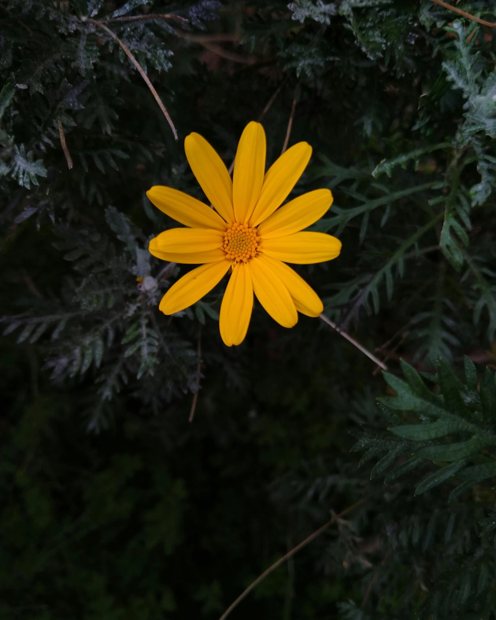 a yellow flower is surrounded by dark green leaves