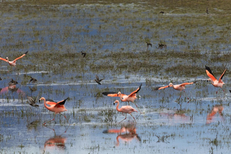 there are many flamingos that are standing in the water