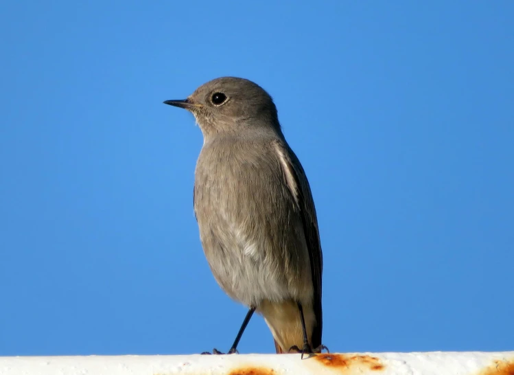 a gray and black bird sitting on top of an orange roof