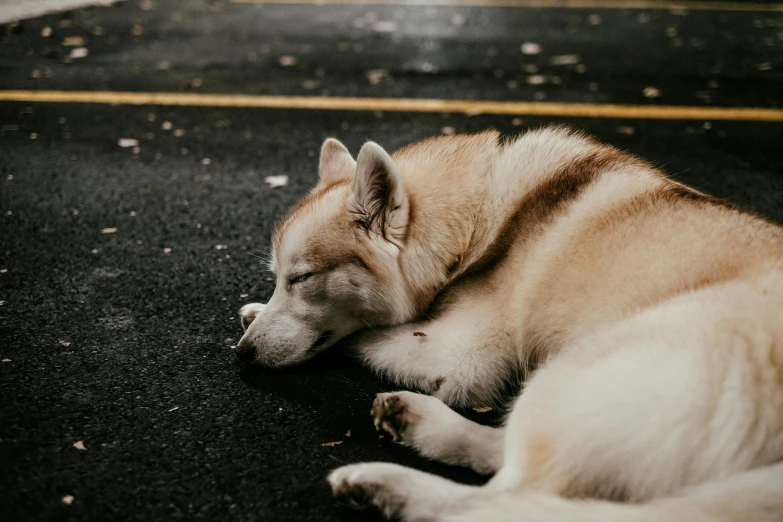 a tan dog laying down on the floor with his eyes closed