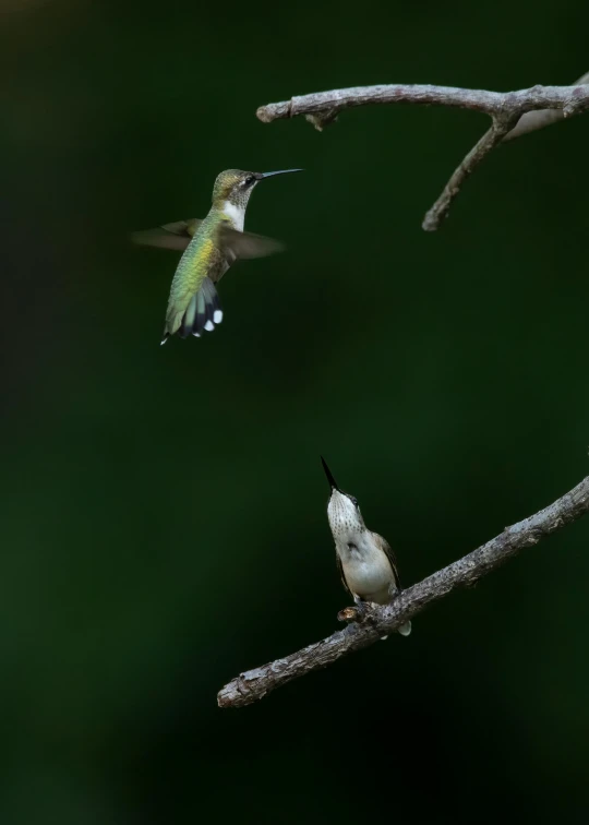 a hummingbird taking flight at a tree nch