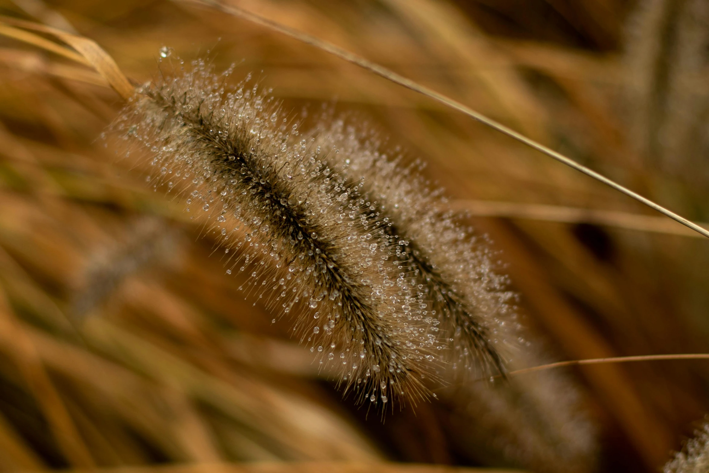 grass with drops of dew on it and brown ground