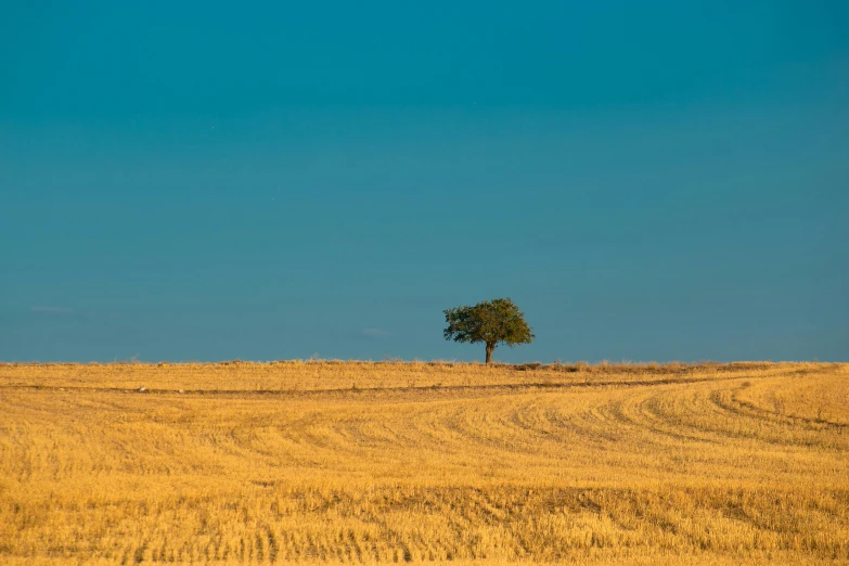 a single tree standing in the middle of an empty field