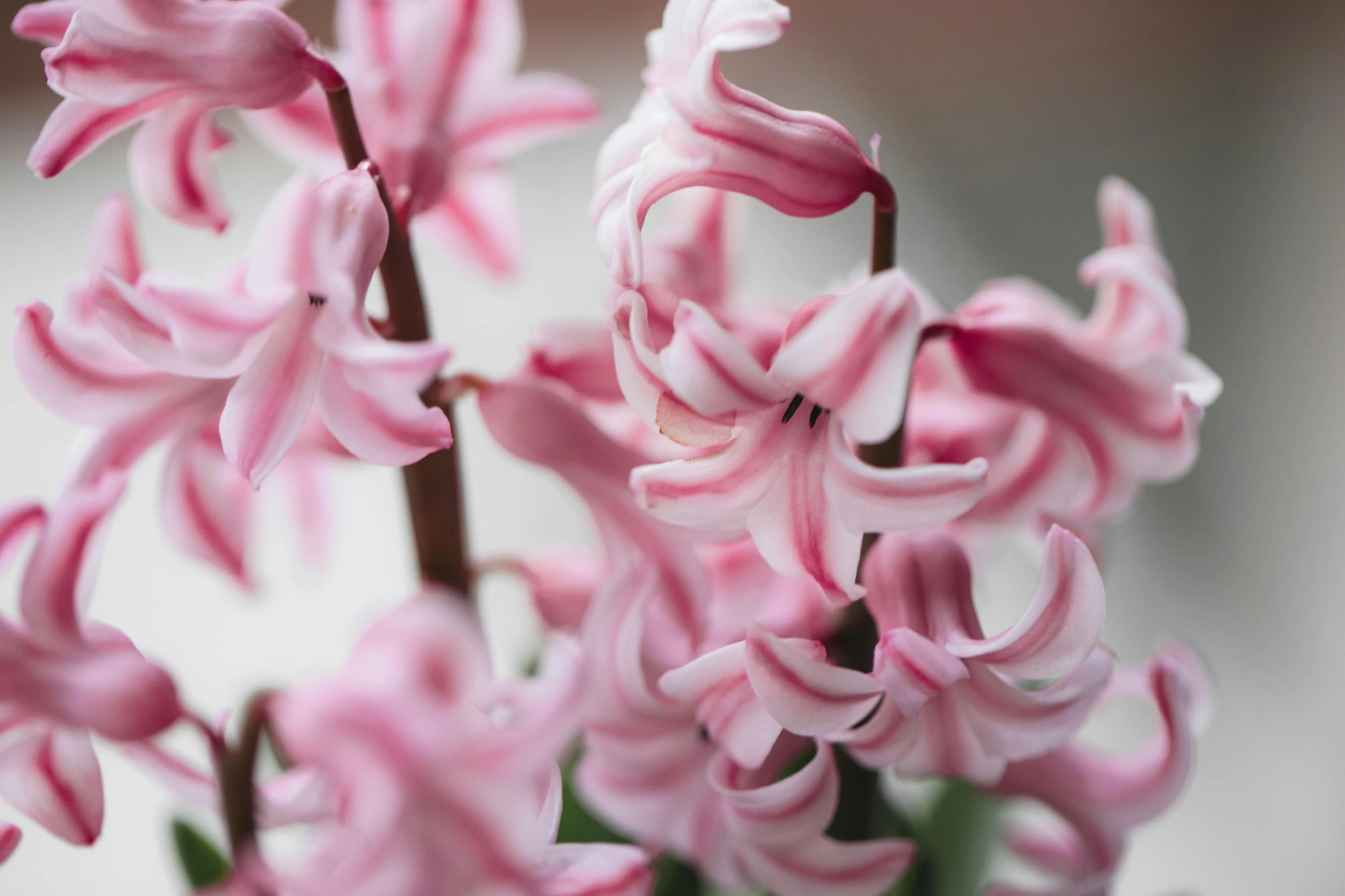 close up image of beautiful pink flowers and green leaves