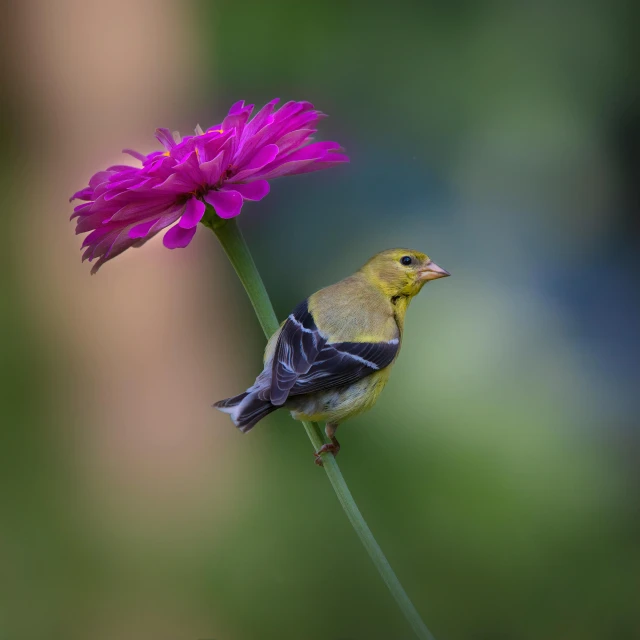 a yellow and black bird sitting on a flower