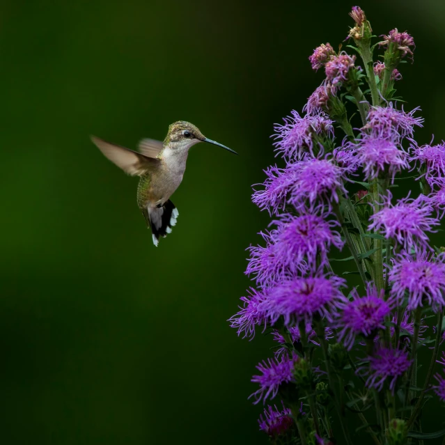 the hummingbird is flying past some purple flowers