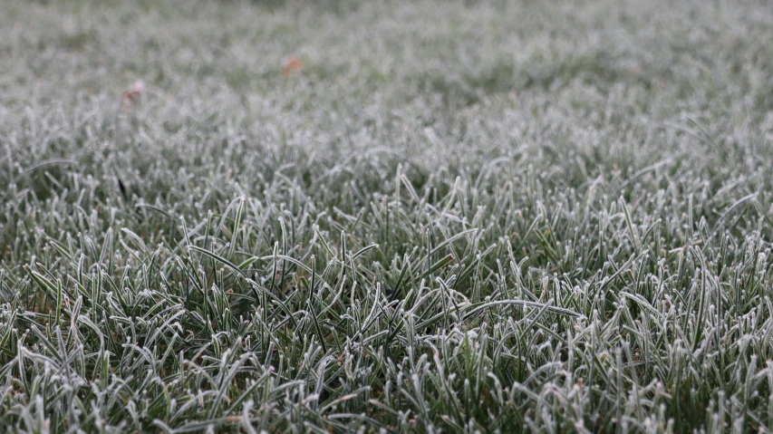 a closeup view of a field that has some grass covered in frost