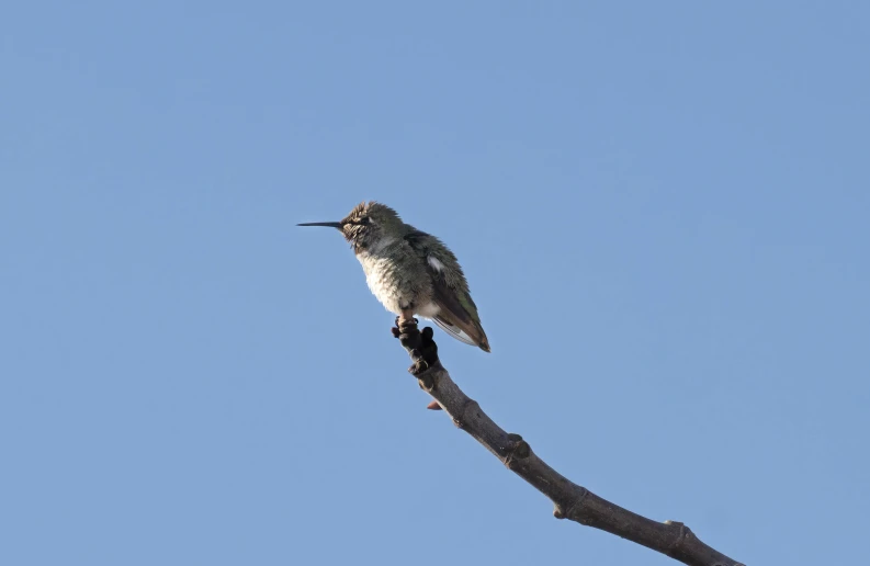 a small hummingbird is perched on a nch