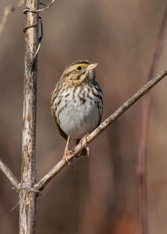 a small bird is sitting on a twig