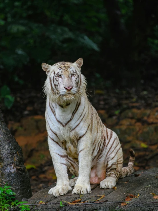 white tiger sitting on the ground next to a tree