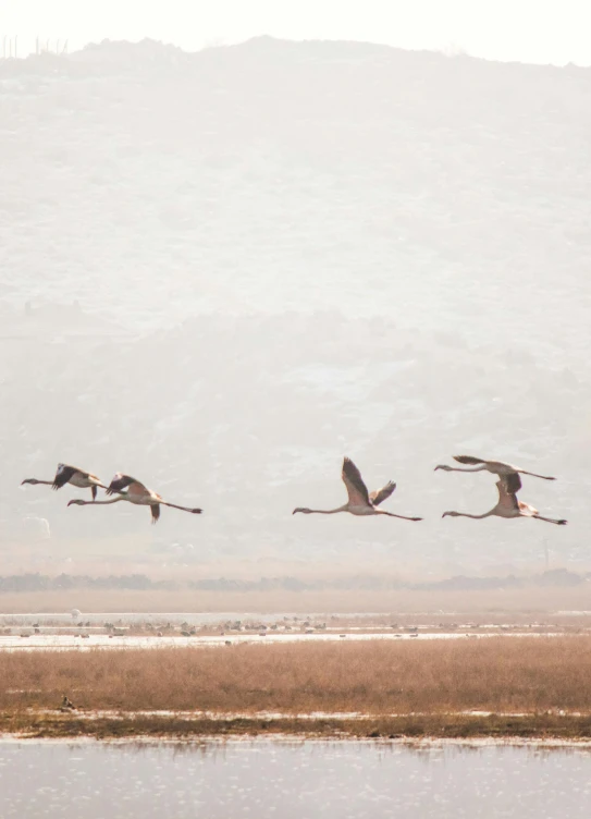 birds fly overhead near the water on a foggy day