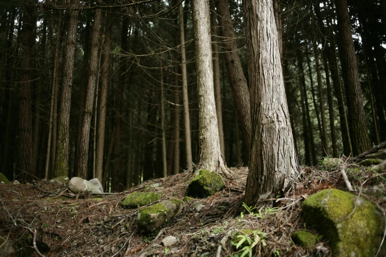 a rocky hillside covered in lots of moss