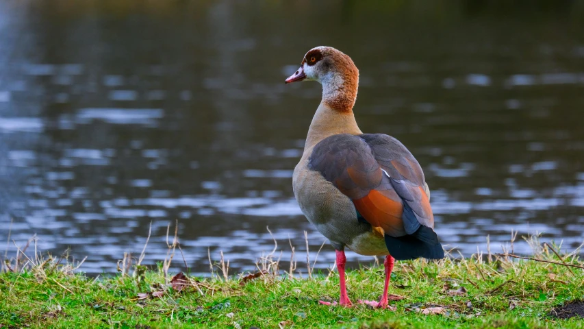 a duck looking back at the camera next to a body of water