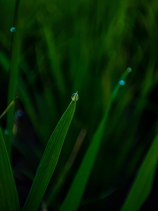 a single blade of grass seen from the ground