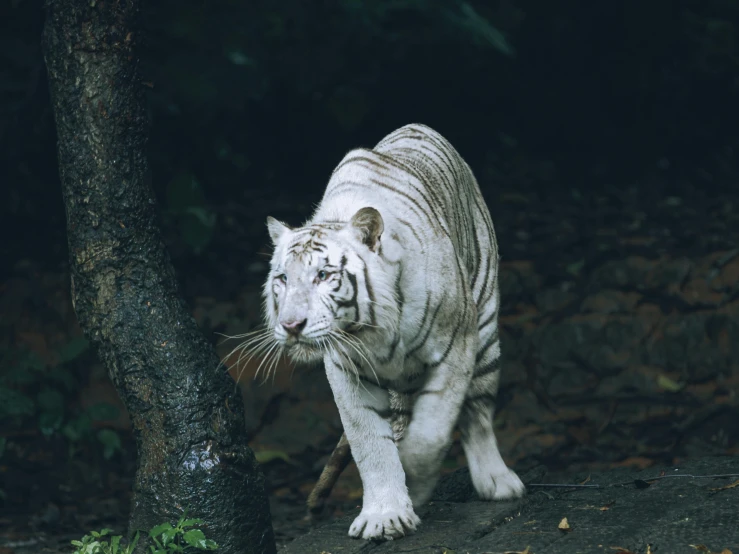 a white tiger walking along a forest with his head turned