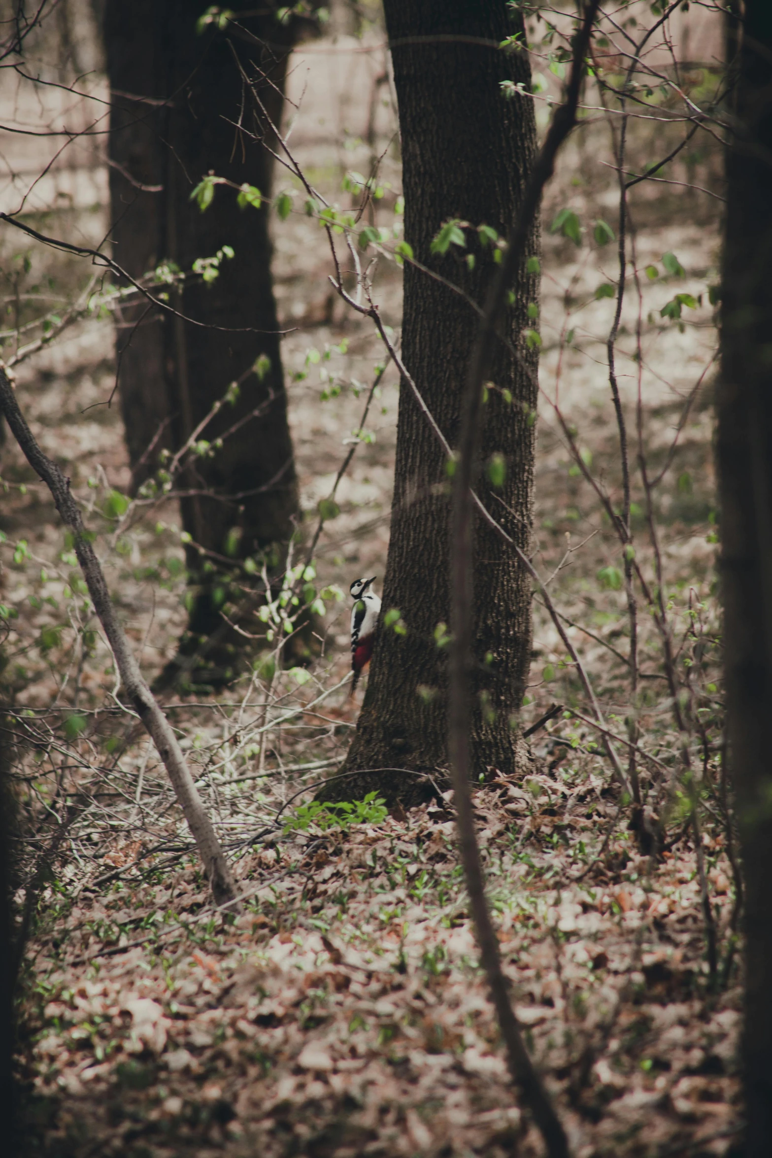 a bird is standing on the ground by a tree