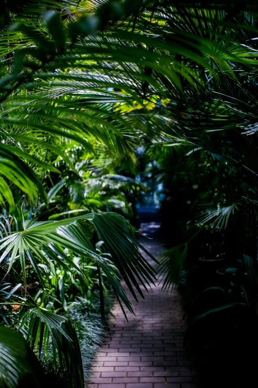 lush green plants in rows lining a walkway