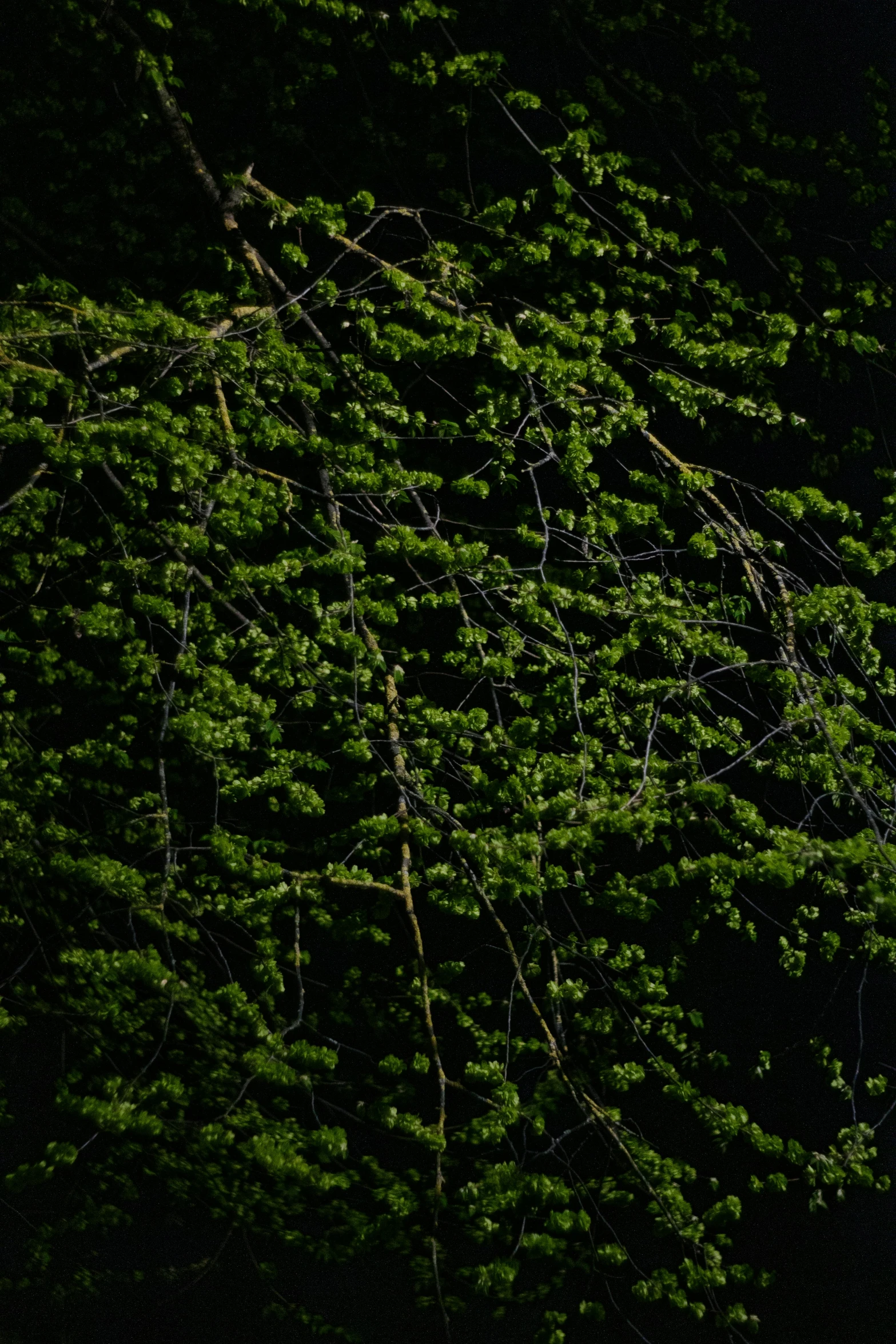 an orange park bench under a large green tree