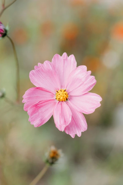 the flower is pink with yellow centers