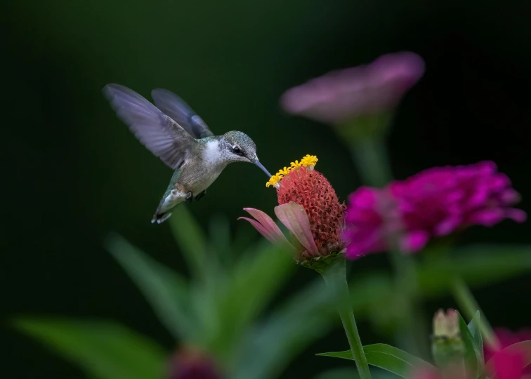 a hummingbird flying away from a red flower