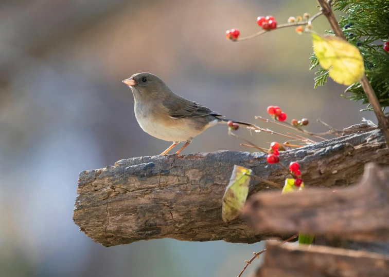 the small bird is sitting on the nch